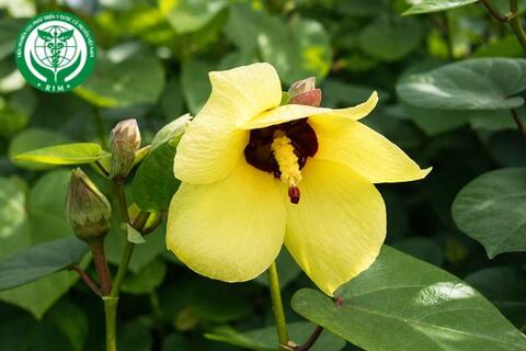 Hibiscus tiliaceus L. - Tra làm chiếu