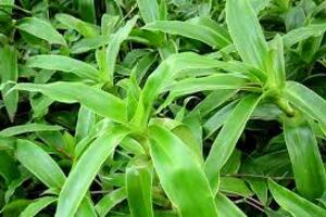 Nghiên cứu khoa học về cây lược vàng