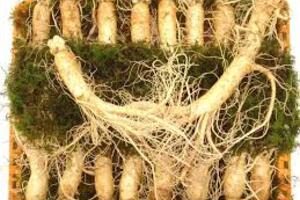 Khảo sát sự di truyền trong hệ gen ở lục lạp và 45 nrDNAS của loài nhân sâm (PANAX GINSENG)