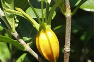 HOÀNG LIÊN GIẢI ĐỘC THANG (Ngoại đài bí yếu)