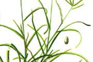TRÚC DIỆP CÁT CĂN THANG