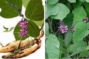 Bài thuốc chữa cảm sốt, đau đầu