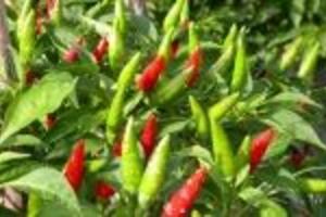 Ớt chỉ thiên làm thuốc