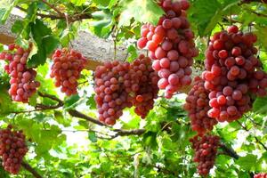 Công dụng chữa bệnh của trái nho và các chế phẩm từ nho