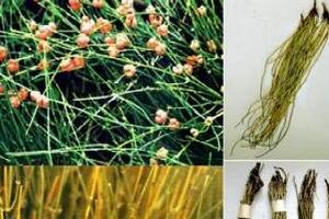 Bài thuốc chữa da mặt sần sùi