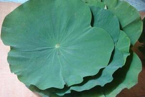 Các vị thuốc từ cây sen