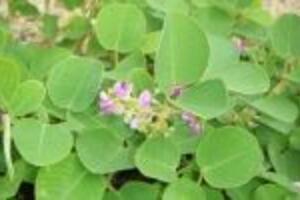 Kim tiền thảo trị sỏi tiết niệu