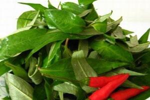 Những lợi ích chữa bệnh từ thủy liễu ( hay còn gọi là rau răm )