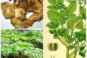 y dược cổ truyền trị chứng cảm mạo