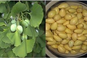Những bài thuốc y dược cổ truyền từ ngân hạnh