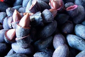 Quả trám, món ăn dân giã đến bài thuốc quý