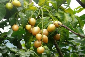 Cây hồng bì và các tác dụng chữa bệnh