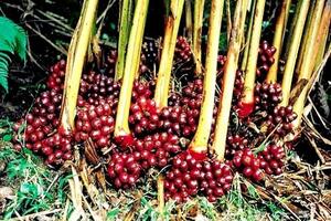 Thảo quả có tác dụng trục hâm, ấm bụng, tiêu tích, tốt cho tiêu hóa
