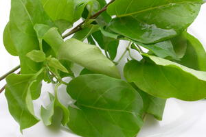 Một số bài thuốc hay từ cây lá giang