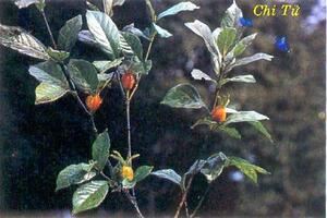 Những bài thuốc trị bệnh mũi đỏ
