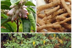 Viễn chí, vị thuốc dưỡng tâm, an thần