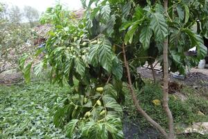 Cây nhàu, vị thuốc chữa nhức đầu, đau nửa đầu