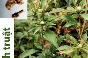 Trị huyết áp thấp do tâm tỳ hư theo kinh nghiệm dân gian
