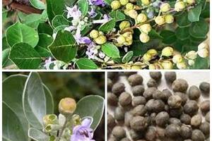 Bài thuốc dân gian trị chứng nhức đầu do ngoại cảm phong nhiệt
