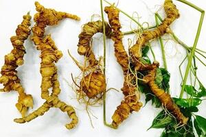 Tự hào sâm Ngọc Linh Việt Nam
