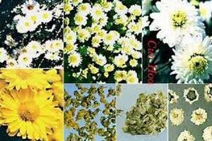 Bài thuốc dân gian điều trị hiệu quả bệnh viêm kết mạc
