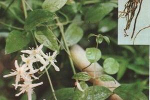 Bài thuốc dân gian trị đau thần kinh hông