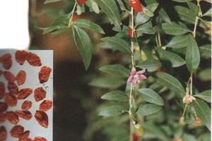 Bài thuốc dân gian chữa chứng tâm dương hư hồi hộp