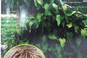 Điều trị ho, viêm phổi nhờ cây Bách Bộ