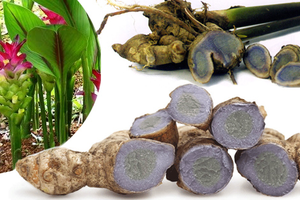 Nghệ đen, vị thuốc điều trị chứng đau dạ dày, ợ chua