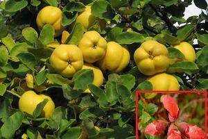 Mộc qua, vị thuốc hỗ trợ điều trị phong thấp, tiêu chẩy