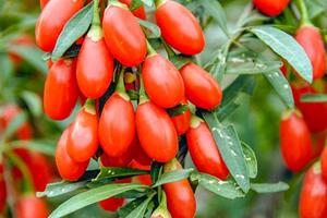 Địa cốt bì -  vị thuốc thường được sử dụng để hỗ trợ điều trị bệnh đái tháo đường trong y dược cổ truyền