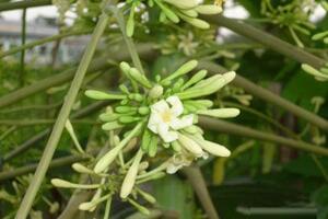 Bài thuốc dân gian hỗ trợ phòng và trị bệnh ho gà