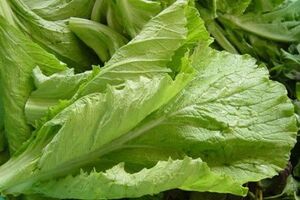 Cải canh - Vị thuốc trị bách bệnh