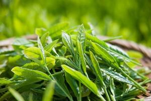 Những loại thực phẩm giúp phòng tránh nguy cơ đau tim