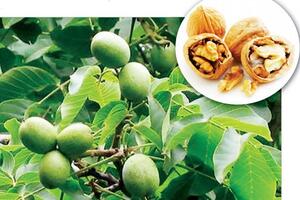 Cây hồ đào, vị thuốc hỗ trợ điều trị ho do lạnh, ngủ không yên