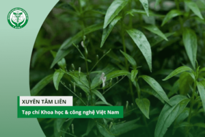 KH&CN Việt Nam - Tác dụng của Xuyên tâm liên trong phòng chống Covid-19