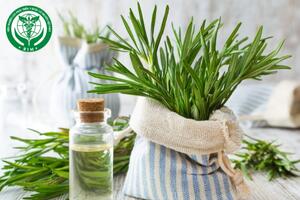 Lợi ích của hương thảo đối với sức khỏe