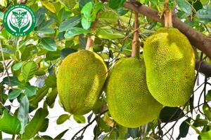 Lợi ích đáng chú ý của quả mít