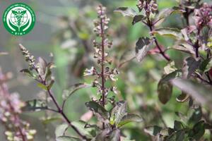 Ocimum tenuiflorum L. –  Hương nhu tía