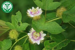 Passiflora foetida L. – Lạc tiên