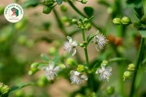 Scoparia dulcis L. – Cam thảo nam