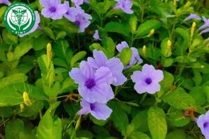 Ruellia tuberosa L. – Quả nổ