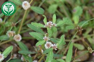 Alternanthera sessilis (L.) R. Br. – Rau dệu