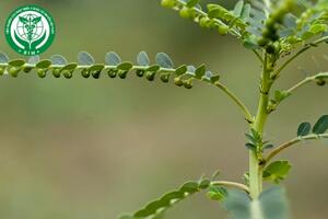 Phyllanthus urinaria L. – Diệp hạ châu