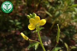 Cleome viscosa L. – Màn màn vàng