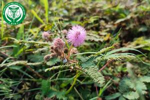 Mimosa pudica L. – Xấu hổ