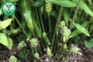 Zingiber officinale Roscoe – Gừng