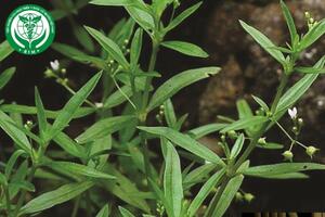 Hedyotis corymbosa (L.) Lam. – Lưỡi rắn