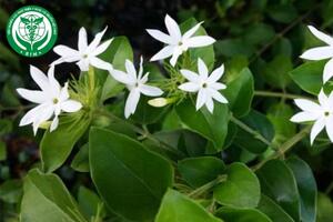 Jasminum subtriplinerve Blume – Chè vằng
