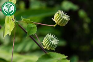 Abutilon indicum (L.) Sweet – Cối xay